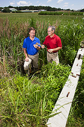 In tests to see how well vegetated drainage ditches like this one reduce agricultural pesticide and nutrient runoff, ecologist Matt Moore (left) and soil scientist Martin Locke assess the biomass of plants growing in the ditch: Click here for photo caption.