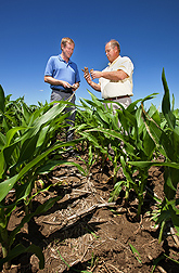 Soil scientists Brian Wienhold (left) and Gary Varvel compare corncob residue in various stages of decomposition in no-till corn in Lincoln, Nebraska: Click here for photo caption.