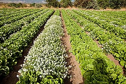 Various patterns of intercropping alyssum with organic romaine lettuce for aphid control were assessed at ARS fields in Salinas, California: Click here for photo caption.