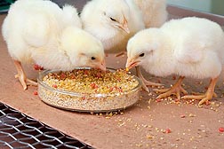 At the Animal Parasitic Diseases Laboratory in Beltsville, Maryland, newly hatched chicks ingest gelatin beads, a new vaccine delivery system, to protect them from the disease called â€œcoccidiosis.â€� Inside the beads are Eimeria oocysts: Click here for photo caption.