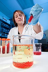 Support scientist Carolyn Parker prepares gelatin beads for vaccination studies: Click here for full photo caption.