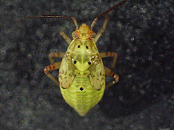 A western tarnished plant bug at the 5th instar nymph stage: Click here for full photo caption.