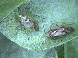 Adult female (left) and male western tarnished plant bugs, Lygus hesperus, on an alfalfa leaflet: Click here for full photo caption.