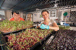 Visiting scientist Liping Kou (left) and technician Ellen Turner harvest different types of microgreens for shelf-life studies and nutrient analyses: Click here for photo caption.