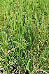 STG061-35-061 is a new rice line that combines desirable traits like high grain quality with a natural ability to suppress costly weeds like barnyardgrass: Click here for photo caption.