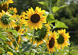 A wild annual sunflower, H. annuus, one of 73 total species represented: Click here for full photo caption.