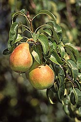 Anjou pears like these donâ€™t ripen on the tree: Click here for full photo caption.