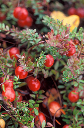 Cranberry and some other crops have few native wild relatives represented in U.S. gene banks: Click here for full photo caption.