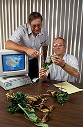 Sugar beets infected with beet curly top virus are inspected by ARS plant pathologist and Western Sugar Company agriculturist. Click here for full photo caption.