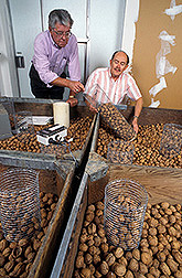 Insect pathologist Pat Vail (left) and entomologist Charles Curtis ascertain the distribution of Indianmeal moths in a sample of walnuts. Click here for full photo caption.