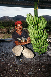 Bananas are readied for shipment. Click here for full photo caption.