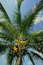 A Manila dwarf coconut palm. Click here for full photo caption.