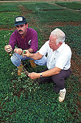 Antonio Sotomayor-Rios (right) and agronomist Salvio Torres-Cardona evaluate the growth of forage peanuts. Click here for full photo caption.