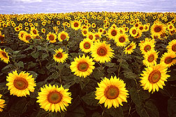 Sunflowers. Click here for full photo caption.