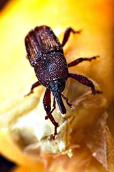 Maize weevil.