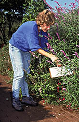 Joanne Lutz uses a "beat test" to find pests on salvia. 