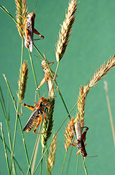 Grasshoppers shown on crested wheatgrass. 