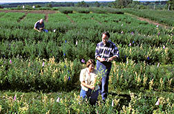 At a test site plant geneticist JoAnn Lamb (kneeling) and soil scientist Michael Russelle evaluate alfalfa for root growth. 