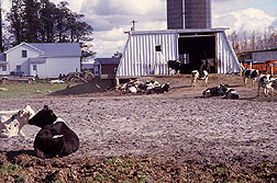 Cattle have a firm footing in this barnyard lot paved with ash. Click here for full photo caption.