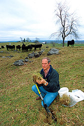 Agronomist collects tall fescue samples from a pasture. Link to photo information.