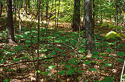 The forest floor in the southern United States often contains patches of mayapple. Link to photo information.