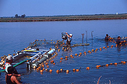 Researchers and fish farmers sample catfish to determine effeciency of the new, mechanized floating platform grader. Link to photo information.