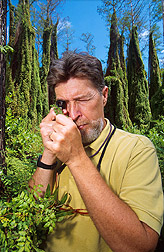 Entomologist examines a spore-bearing leaflet of the Old World climbing fern. Link to photo information.