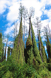 Old World climbing fern growing on cypress trees. Link to photo information.