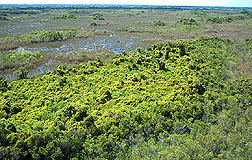 Old World climbing fern engulfs a tree island. Link to photo information.