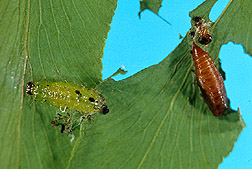A larvae of Cataclysta camptozonale and a brown sacklike pupa of the moth. Link to photo information.