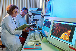 Technician and microbiologist examining Campylobacter on chicken skin: Click here for full photo caption. 