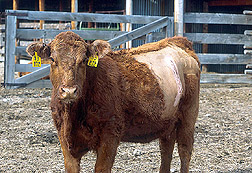 Cow with a cesarean section scar: Click here for full photo caption.