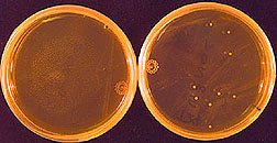 Contaminated cultures from fruit tissue stored at 5 degrees C: Click here for full photo caption. 