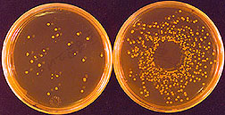 Contaminated cultures from fruit tissue stored at 15 degrees C: Click here for full photo caption. 