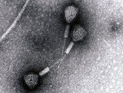 Electron micrograph of a Salmonella phage: Click here for full photo caption.
