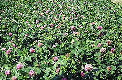 Red clover silage: Click here for full photo caption.
