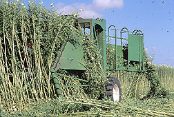 Kenaf being harvested: Click here for full photo caption.