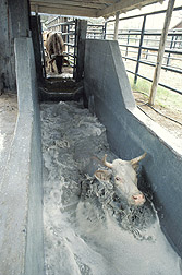 Quarantined cow goes through a tick treatment bath: Click here for full photo caption.