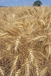 Winter wheat: Click here for photo caption.