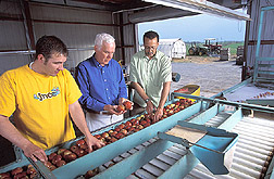 Biological technician and two plant pathologists examine apples: Click here for full photo caption.
