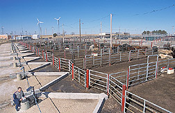 Agricultural engineer programs automatic runoff samplers at the feed pens: Click here for full photo caption.