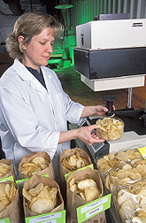 Technician measures potato chip color in different potato breeding lines: Click here for full photo caption.