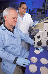 Two microbiologists observe Paecilomyces cultures: Click here for full photo caption.