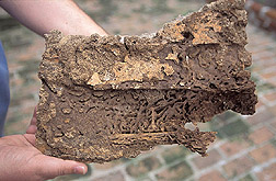 Part of a Formosan subterranean termite nest: Click here for full photo caption.
