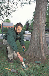 Entomologist checks for termite activity: Click here for full photo caption.