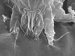 A Floracarus perrepae mite: Click here for full photo caption.
