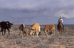 Animal scientist moves cattle in desert landscape: Click here for full photo caption.