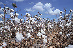 Cotton: Click here for photo caption.