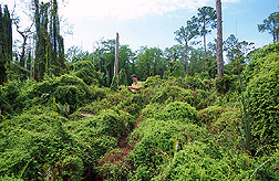 Entomologist examines invasive Old World climbing fern: Click here for full photo caption.