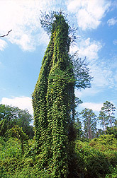 Old World climbing fern: Click here for full photo caption.